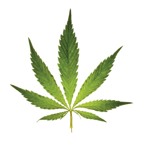 medical cannabis leaf