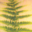 GG_shetterly_bookcover_list