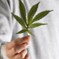 Marijuana_list