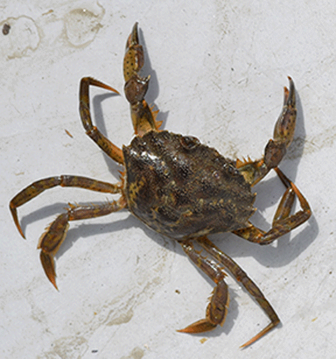feat_greencrab_main feat_greencrab_main