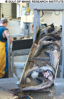 feat_groundfish_4747_main