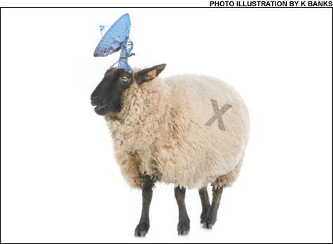 070928_sheep_main