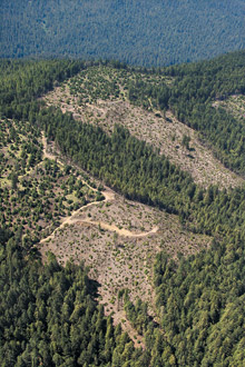 clear cutting