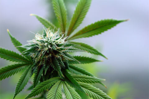 medicinalpot