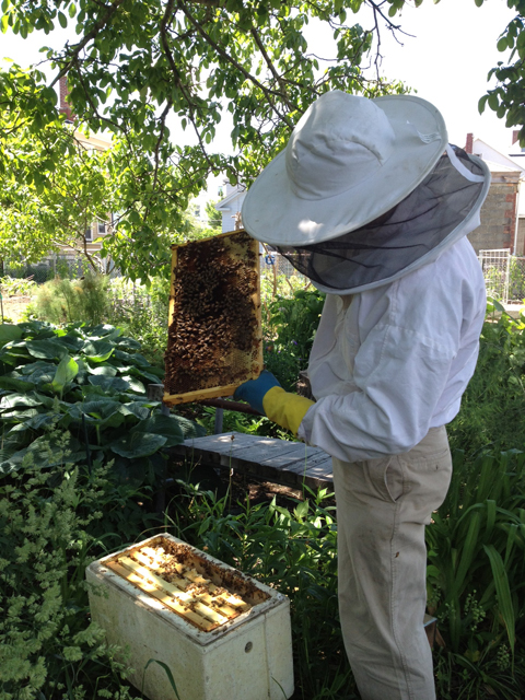 0614_TJI_bees_top.jpg 0614_TJI_bees_top.jpg
