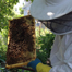 0614_tji_bees_list.jpg