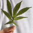 Marijuana_list060812