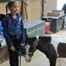 Mini-Horse-Show_list