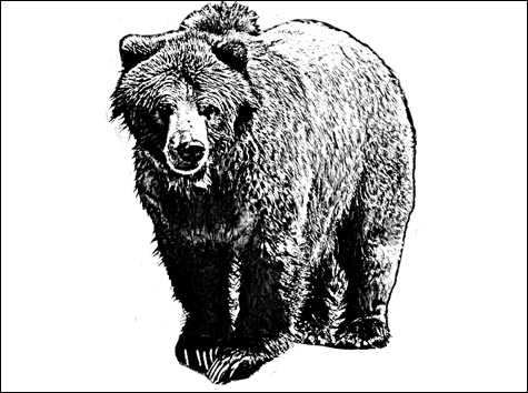070504_bears_main
