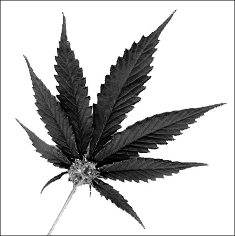0815_potIN 0815_potIN