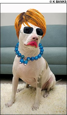 080912_pitbull_main