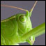 katydidLIST