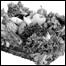 list_tji_WCP_Vegetables