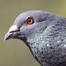 pigeon-2_list