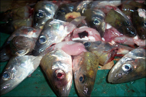 090415_Smelt_m 090415_Smelt_m