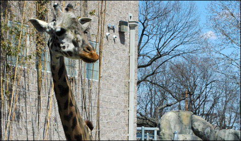 zoo zoo