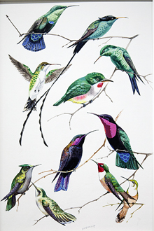 Addison_Hummingbirds_main Addison_Hummingbirds_main