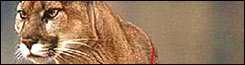 081114_cougar_slot