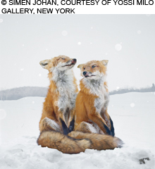 Untitled-136,-2006-(Foxes)2