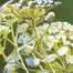 art_LoisDodd_CowParsnip_lis