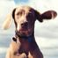 art_bowdoin_wegman_list