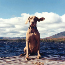 art_bowdoin_wegman_main art_bowdoin_wegman_main