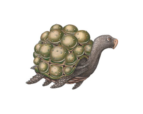 art_jadafitch_turtle
