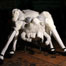 art_whitespider_list