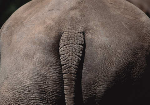 republicans and elephant's ass