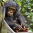 review Chimpanzee
