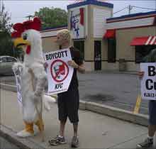 LIMPING BISCUITS Injured chicken protests.